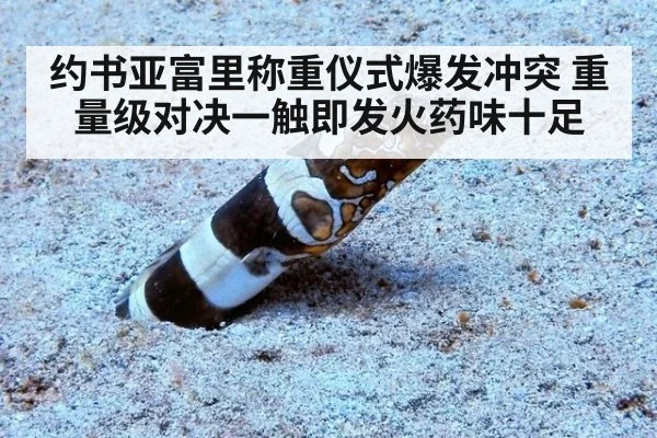 约书亚富里称重仪式爆发冲突 重量级对决一触即发火药味十足